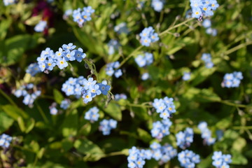 Vergissmeinnicht (Myosotis)