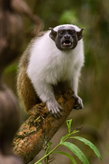 Brazilian Bare-faced Tamarin - Saguinus bicolor, endangered primate from Brazilian forests and woodlands, Brazil.