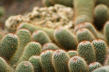 Cactus