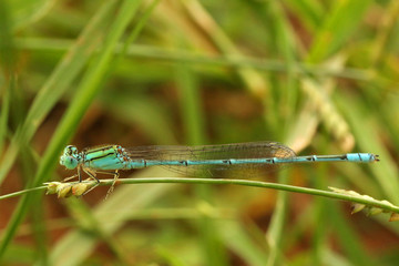 Three Lined Dart Damselfly, Pseudagrion decorum, Hesaraghatta, Bangalore, Karnataka, India
