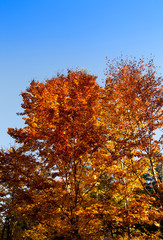 Fototapeta premium Autumn trees with yellow and orange leaves under a blue sky. Use it as a greeting card or poster, as a banner, background or wallpaper for your homepage, social media