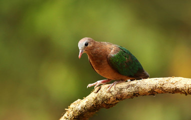 Emerald Dove, Chalcophaps indica, Ganeshgudi, Karnataka, India