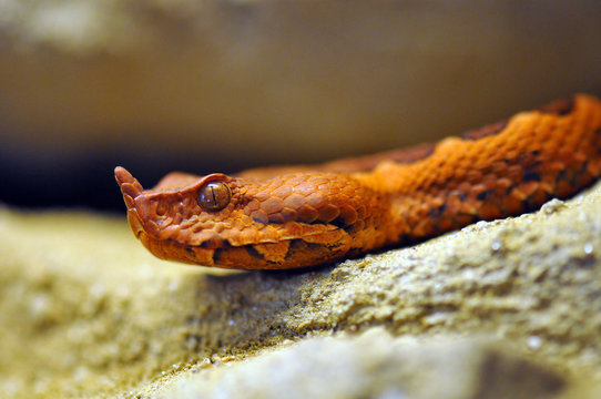 Vipera ammodytes ada