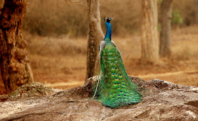 Obraz premium Peacock, Pavo cristatus, Bandipur National Park, Karnataka, India