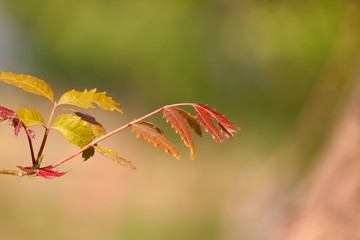 neem leaf outdoors defoused texture
