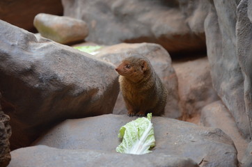Dwarf mongoose portrait in the zoo