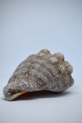 Seashell, sea shell of gray and orange colors, isolated