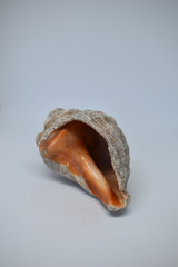 Seashell, sea shell of gray and orange colors, isolated