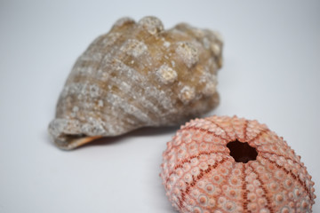 Seashells, sea shells and colorful dry hedgehog shells