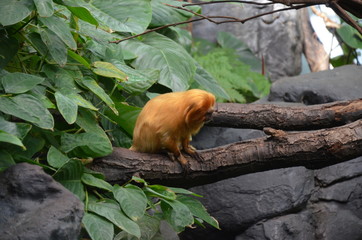 Golden lion tamarin (Leontopithecus rosalia)