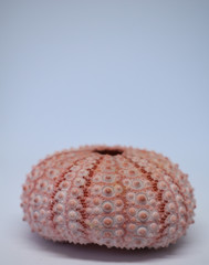 Shell of a light pink sea urchin, decorations for the house, marine objects,