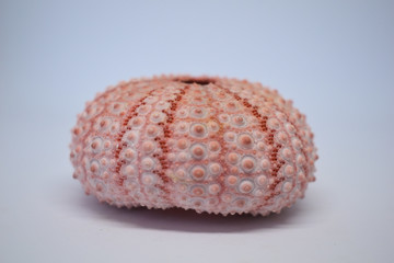 Shell of a light pink sea urchin, decorations for the house, marine objects,