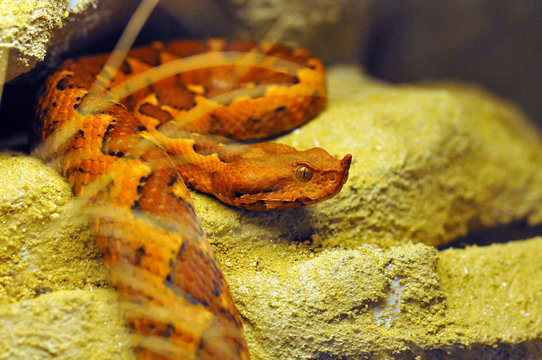 Vipera ammodytes ada