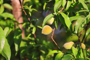 badam nuts in garden
