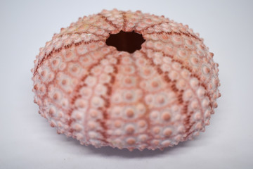 Shell of a light pink sea urchin, decorations for the house, marine objects,