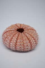 Shell of a light pink sea urchin, decorations for the house, marine objects,
