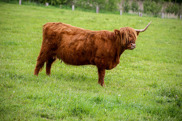 Scottish Higland cattle