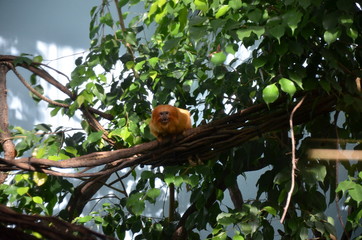 Golden lion tamarin (Leontopithecus rosalia)