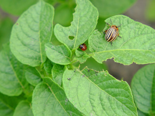 Colorado potato beetle on a potato bush. Insect pest.