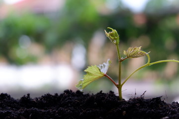 small plant growing in garden with sunlight. earth day concept