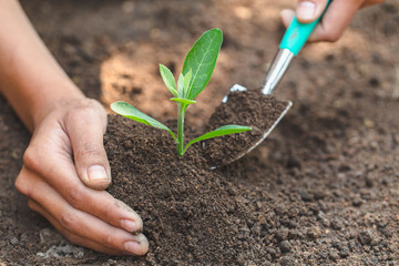 Care for seedlings that grow from fertile soil. And the handle that sheds the soil Concept of complete environmental conservation Plant trees to reduce global warming. World environment day.