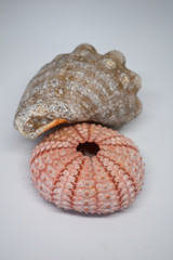 Seashells, sea shells and colorful dry hedgehog shells