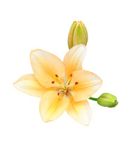 Fototapeta na wymiar Lily flower close-up. A large flower with cream colored petals. Isolated on a white background.