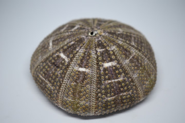 Gray sea urchin shell, marine decorations