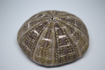 Fototapeta premium Gray sea urchin shell, marine decorations