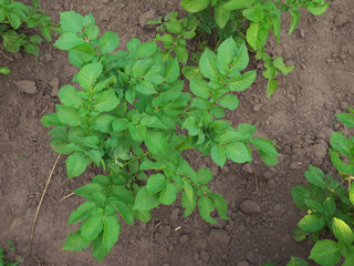 A stalk of potatoes growing in a garden.