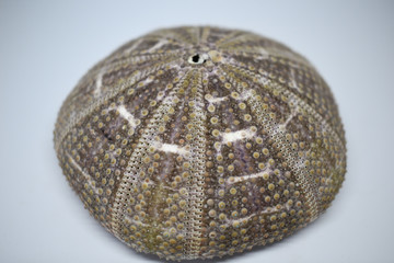 Gray sea urchin shell, marine decorations