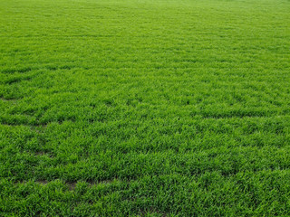 Obraz na płótnie Canvas Background of green wheat on the field