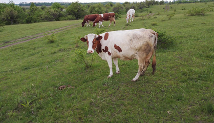 Fototapeta na wymiar A cow grazing on a meadow with green grass, a garden and a herd of cattle on a walk.