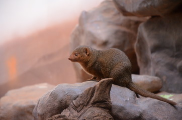 Dwarf mongoose portrait in the zoo