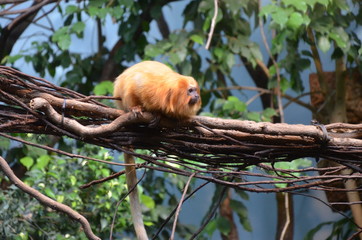 Golden lion tamarin (Leontopithecus rosalia)