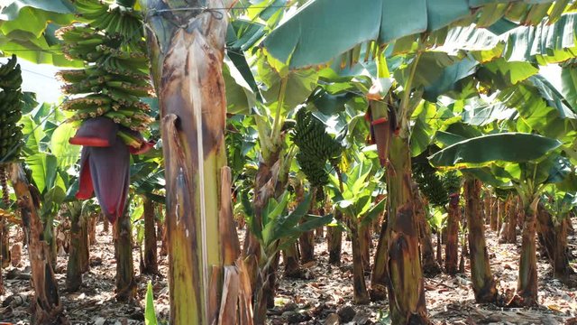 Tenerife banana plantations under the bright sun in the spring season, close shot. Exotic canary sugar green bananas growing on trees. One of the most important products and fruits on the archipelago.