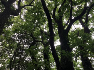公園