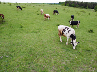 Fototapeta premium Spotted cows graze in a herd on a green lawn. Organic dairy products.