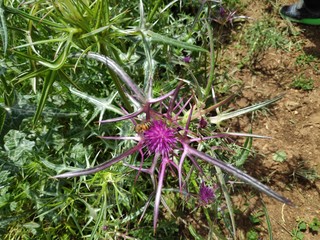 purple flower in the garden