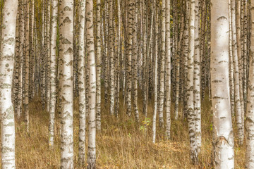 Fototapeta premium Birch trees with fresh green leaves in autumn. Sweden, selective focus
