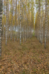 Fototapeta premium Birch trees with fresh green leaves in autumn. Sweden, selective focus