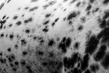 Background and texture with spots, print of a horse closeup.