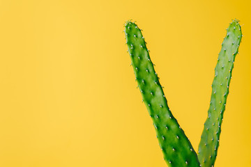 Green cactus on yellow background. Minimal decoration plant on color background with copy space.