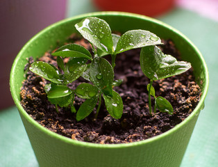 Young green sprouts of tangerines and oranges in a pot. Growing citrus on the windowsill of the house.