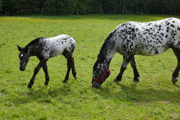 Obraz premium Big beautiful horse with spots and a little foal on a farm. Knabstuppper horse, similar to a Delmatian.