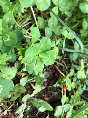 四つ葉のクローバー