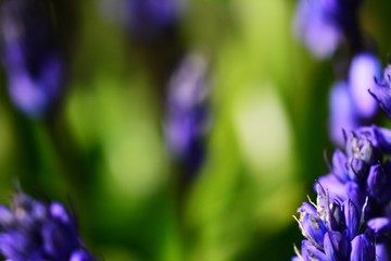 Blumenhintergrund für Postkarte Wallaper Leinwand Bokeh Natur