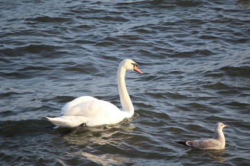 white Swan in water