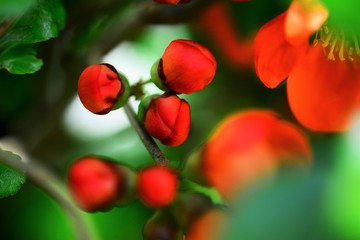 rote Blumen Hecke Busch Orange Blüte Bokeh Makro