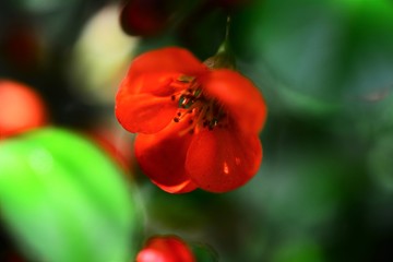 rote Blumen Hecke Busch Orange Blüte Bokeh Makro